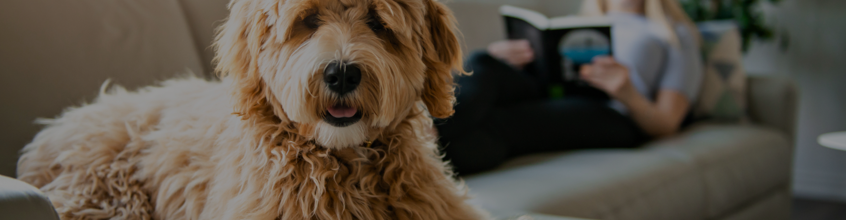 pet friendly flooring in Maple Ridge, BC